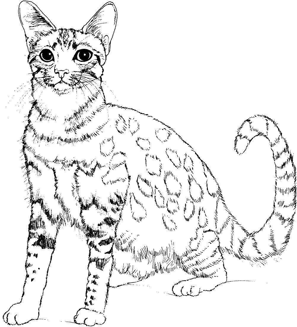 Кошка без цвета. Кошки. раскраска. кошка для раскрашивания. раскраска. котики. раскраска кошечка.