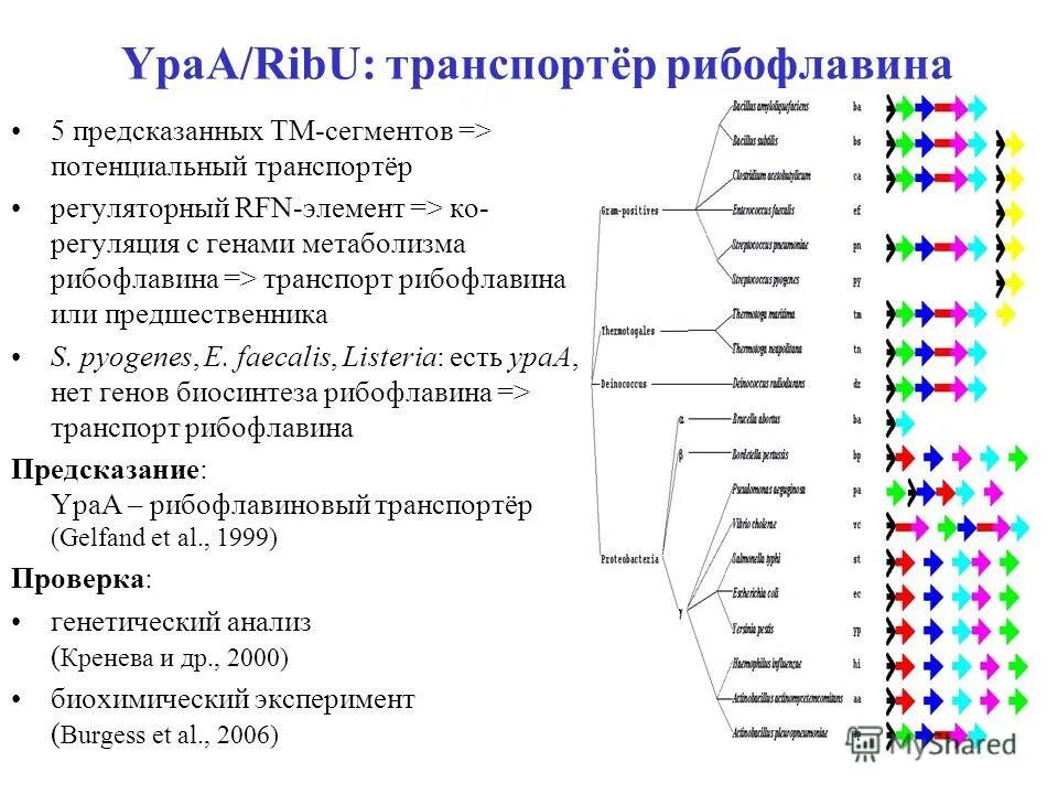 Анализ экспрессии генов с помощью микрочипов. Анализ экспрессии генов биоинформатика. Потенциальный сегмент это.