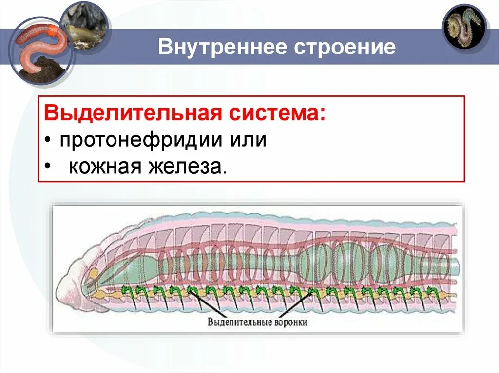 Выделительные трубочки червей. Тип выделительной системы кольчатых червей. Выделительная система дождевого червя. Органы выделительной системы кольчатых червей. Выделения и выделительная система кольчатых червей.