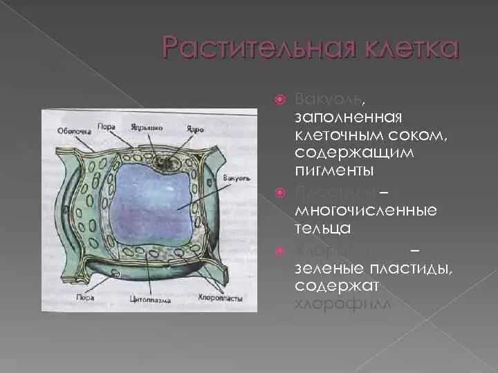 Что заполнено клеточным соком. Вакуоли с клеточным соком. Вакуоли с клеточным соком растительной клетки. Вакуоли и клеточный сок, его компоненты. Клеточный сок называется