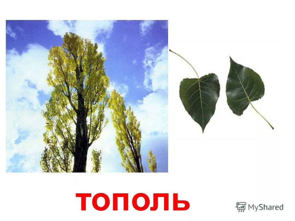 Тополь множественное