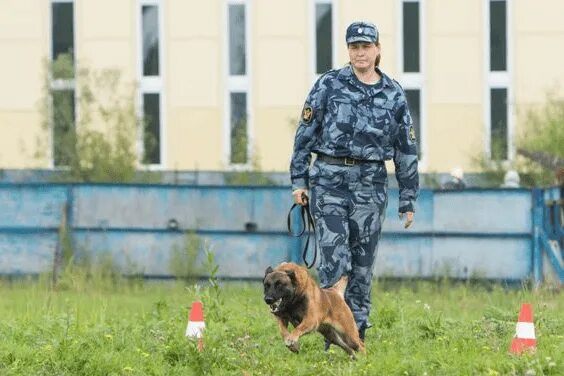 Кинолог мвд. Цветкова елена кинолог. Насонов михаил иванович кинолог. Кинолог мытищи. Вожатый служебных собак во ждт россии.