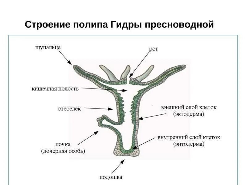 Тип кишечнополостные рисунок. Строение гидры кишечнополостные. кишечнополостные пресноводная гидра строение. пресноводный полип гидра строение. схематическое строение гидры.