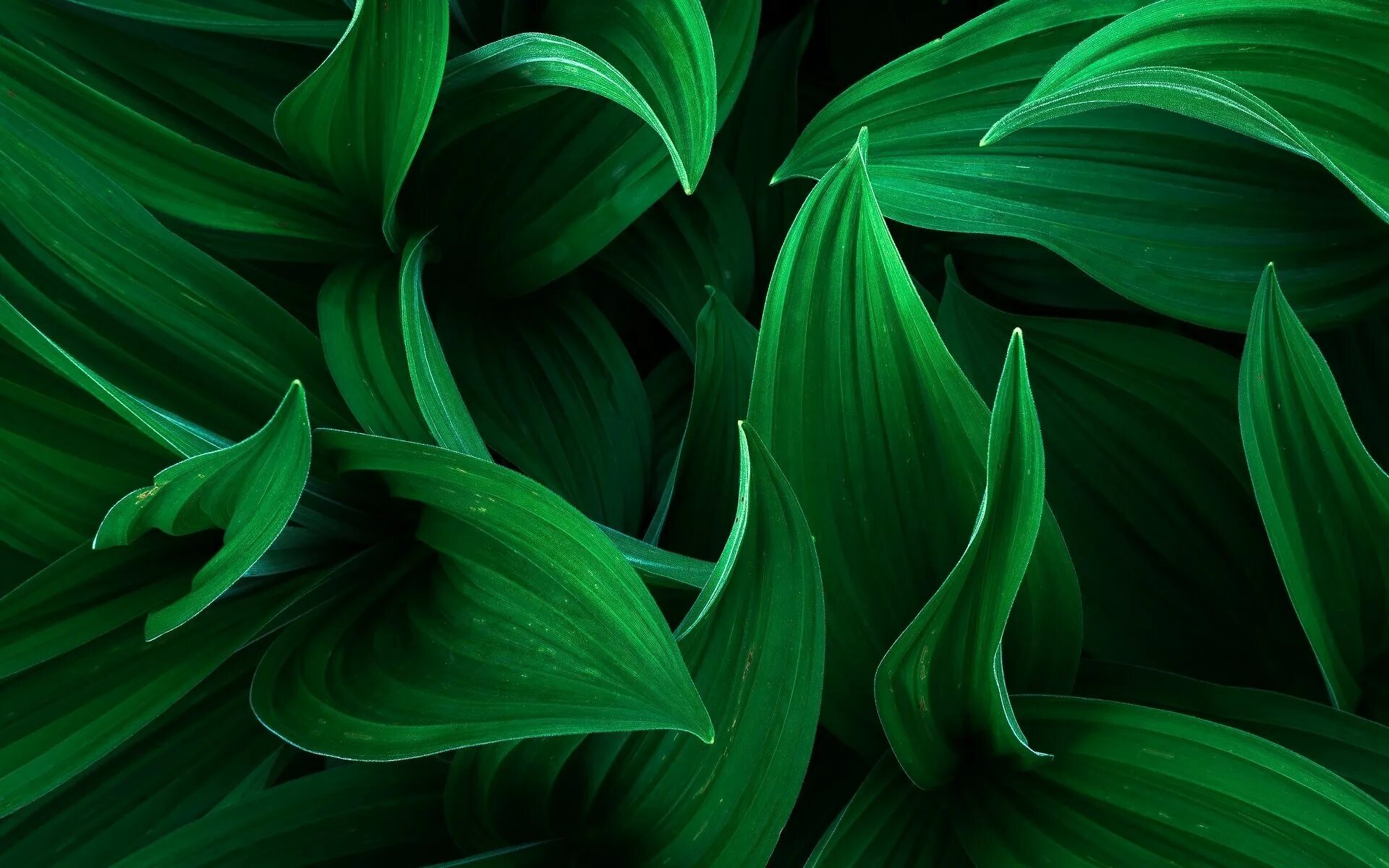 Зеленый изумрудный малахитовый. Красивый зеленый цвет. Красивые зелёные картинки. Темно зеленые обои.