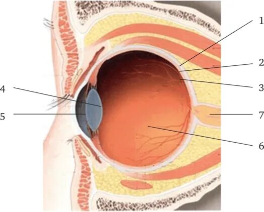 Как называется прозрачная часть белочной оболочки глаза. Воспаление белочной оболочки глаза. Отслоение белочной оболочки глаза. Глазное яблоко расположено в углублении черепа. Уплотнение на белочной оболочке глаза.