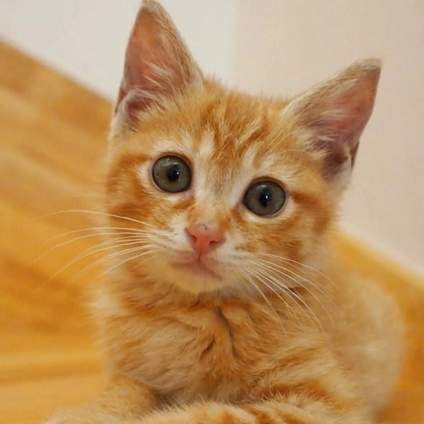Желтого рыжего кота