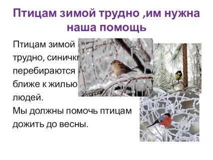 Зимой птицам трудно прокормиться