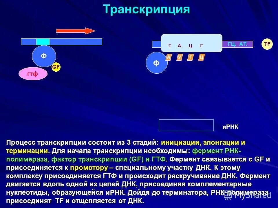 Охарактеризуйте процесс транскрипции. Транскрипция генетической информации. Транскрипция рнк схема. Схема процесса транскрипции. Процесс транскрипции в биологии.