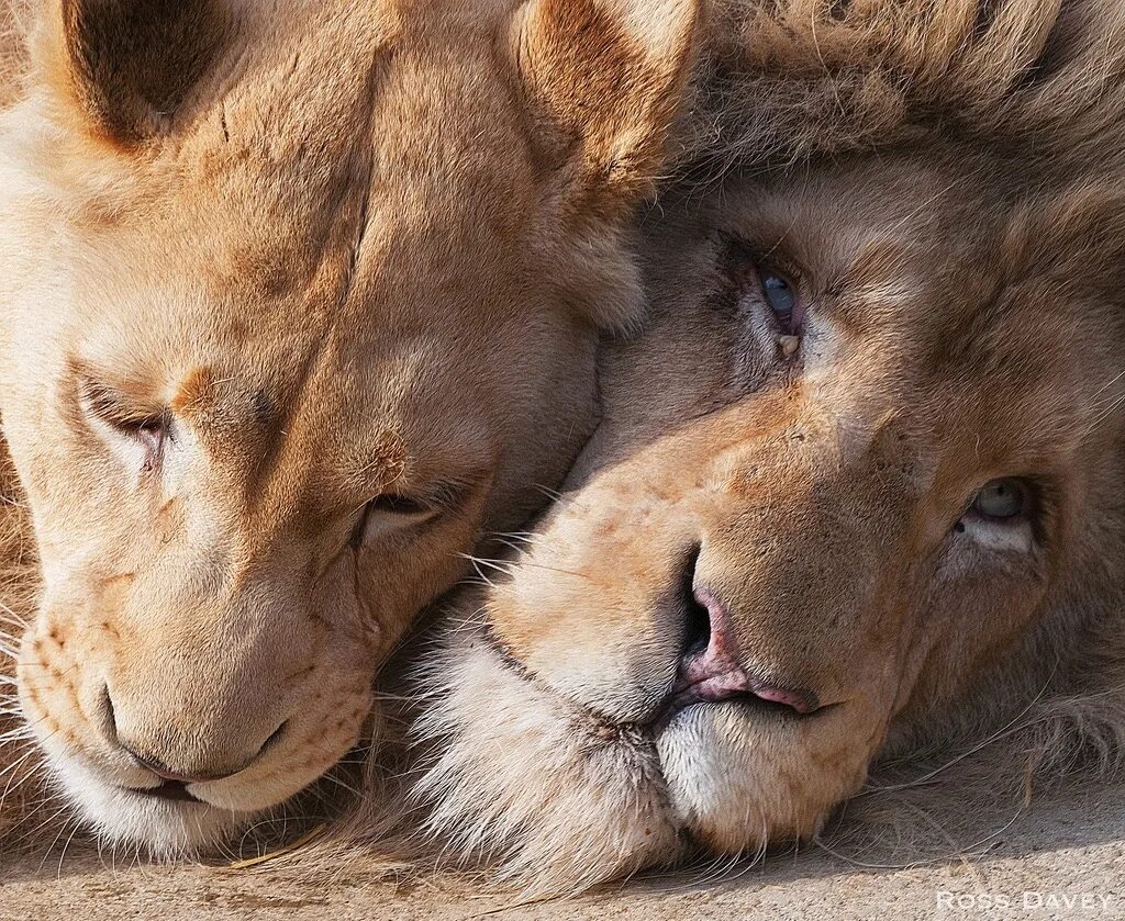 лев любовь сегодня