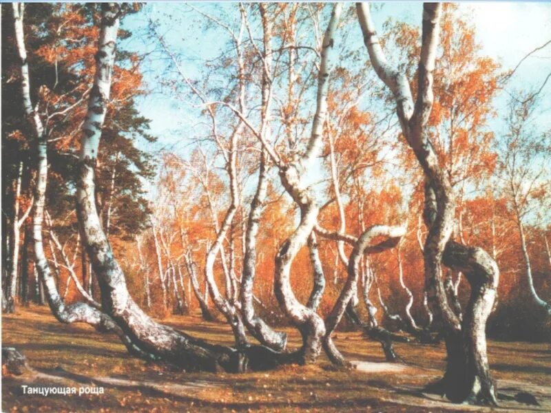 Боровое роща танцующих берез. Танцующий лес Боровое Казахстан. Боровое Казахстан роща танцующих берез. Танцующая Березовая роща Боровое. Танцующие березки