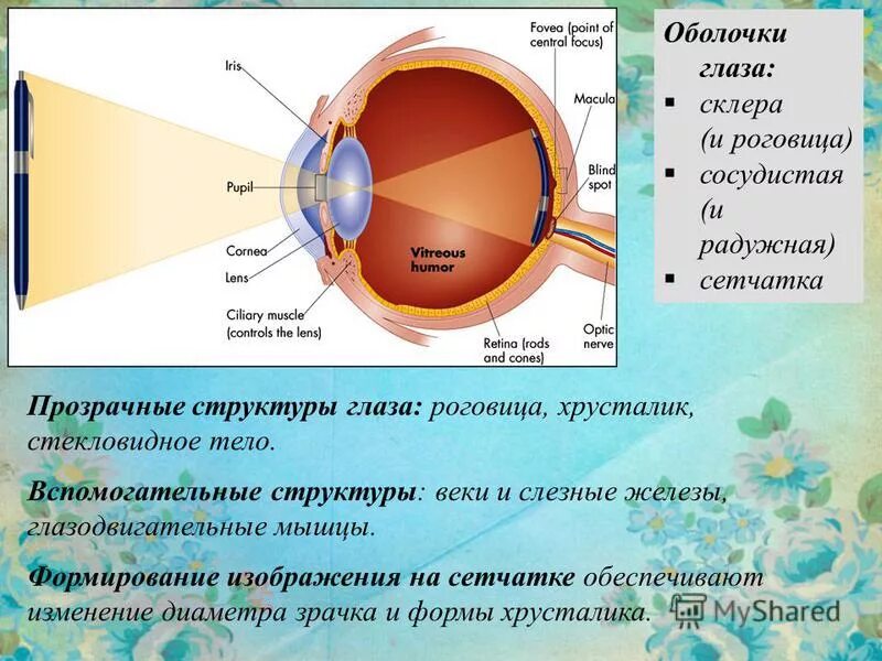 Вспомогательные строение глаза