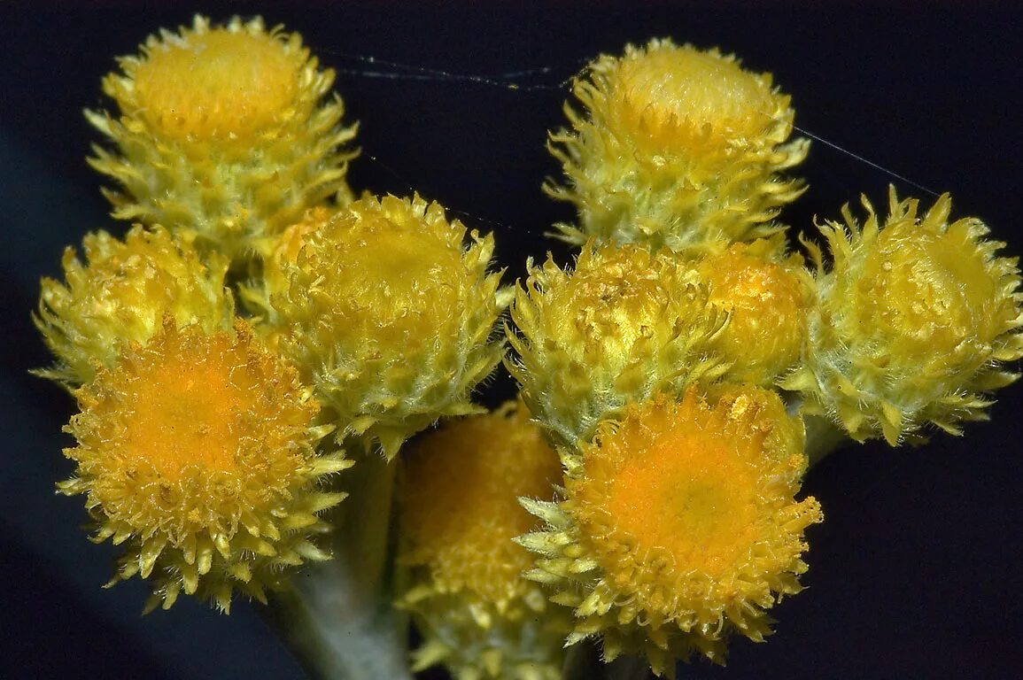 Бессмертник Helichrysum Italicum. Гомфрена бессмертник. Гелихризум Италикум. Бессмертник сухоцвет. Сухоцветы выращивание из семян
