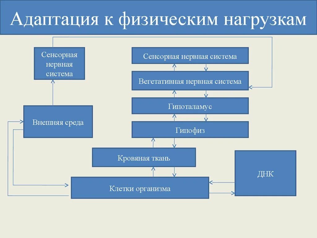 Адаптация к физическим нагрузкам. Виды адаптации к физическим нагрузкам. Стадии адаптации организма к физическим нагрузкам. Виды адаптации в физической культуре.