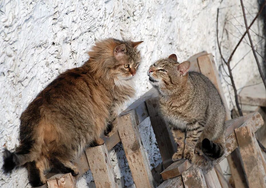 Таня и кот мурзик. Кот Мурзик приколы. Приколы про мартовских котов. Приколы от Мурзика. Кот рассказывает.