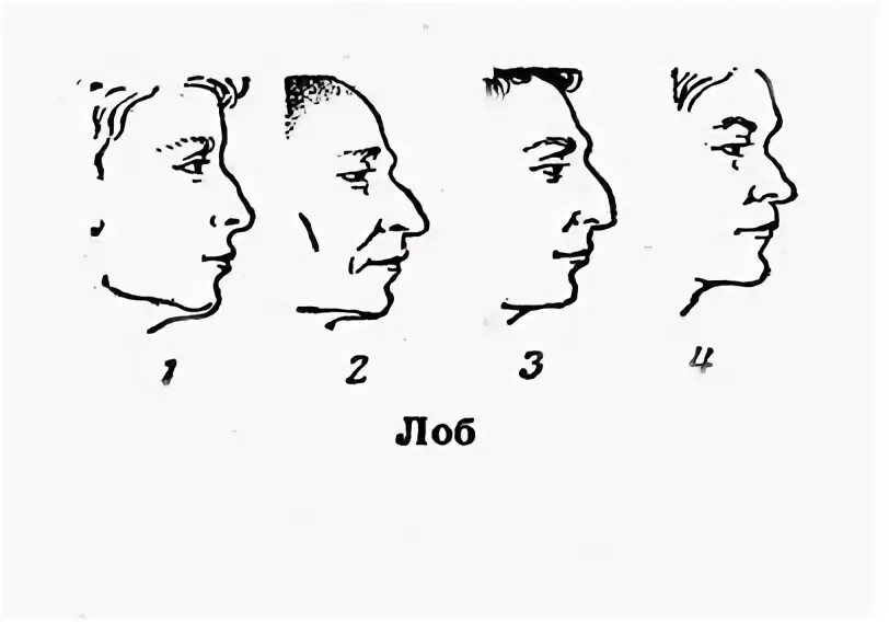 Физиогномика лоб. Выпуклый лоб. Форма лба. Виды лбов.