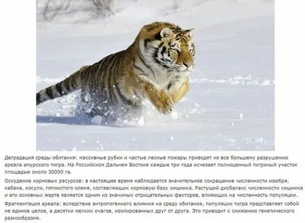 В какой среде обитают тигры