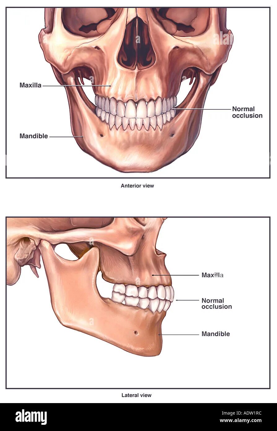 Jaw up. Maxilla анатомия. волчья челюсть анатомия у детей. jaw anatomy.