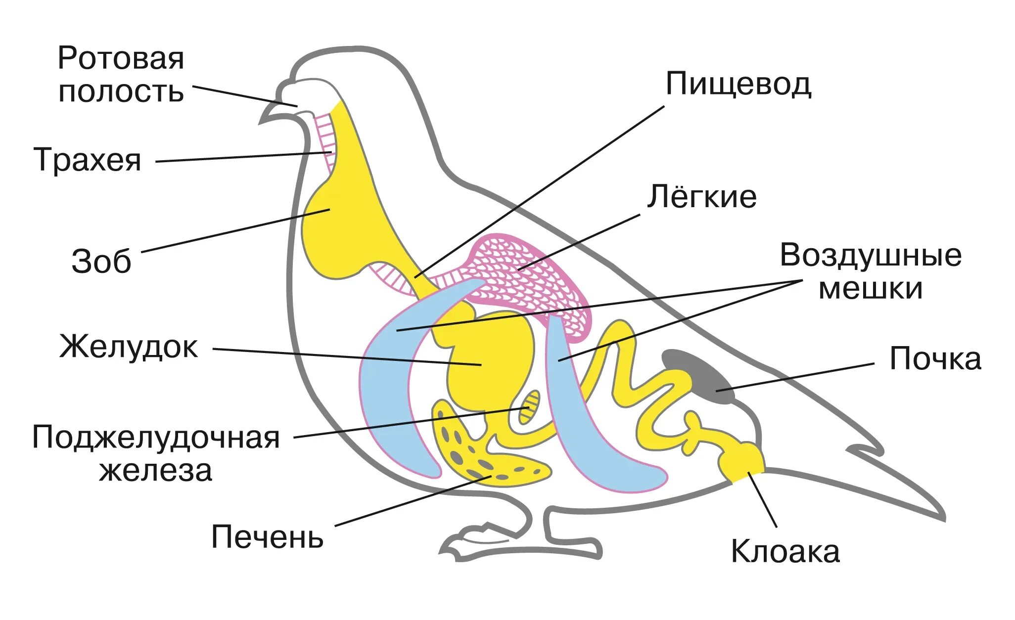 Пищеварительная система класса птиц. Органы пищеварительной системы птиц. Пищеварительная система птиц 7 класс биология. Пищеварительная система птиц цепочка. Выделительная система птиц схема.