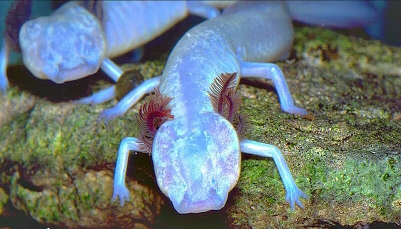 Существо живущие в телефоне. Eurycea rathbuni. Слепая саламандра. Техасская саламандра. Слепые животные в природе.