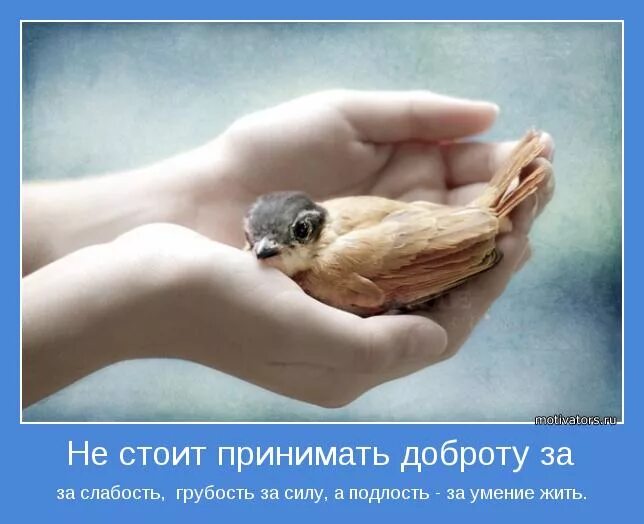 Фразы про подлость людей. Стоит принимать бывшую. Грубость это слабость. Люди воспринимают доброту за слабость. Высказывания о подлых людях.