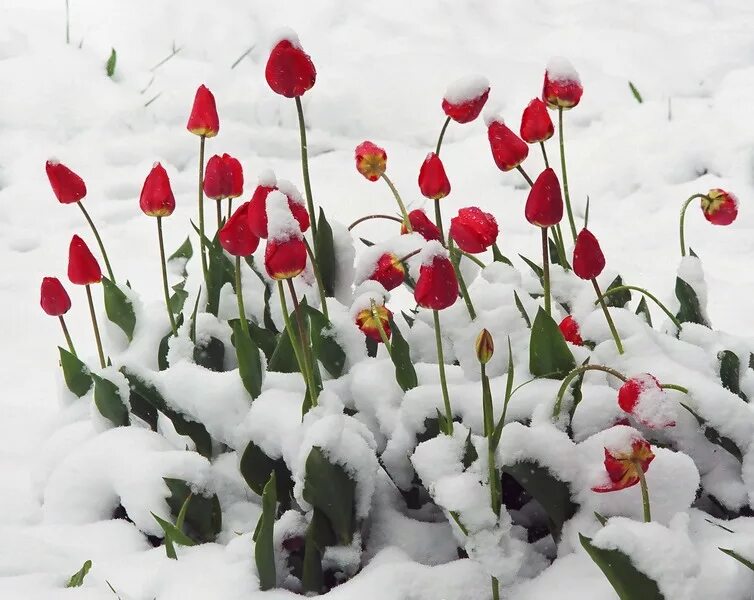 Тюльпаны под снегом. Огромный букет тюльпанов. Хочется весны и тюльпанов. Хочется весны и тюльпанов. Тюльпаны зимой.