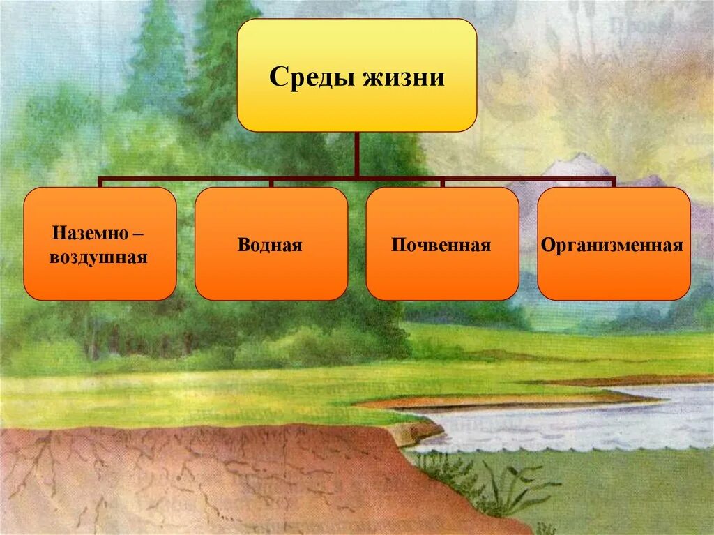 Условия в разных средах жизни. Среды жизни. среды жизни экология. среды жизни примеры. среды жизни водная наземно-воздушная почвенная организменная.