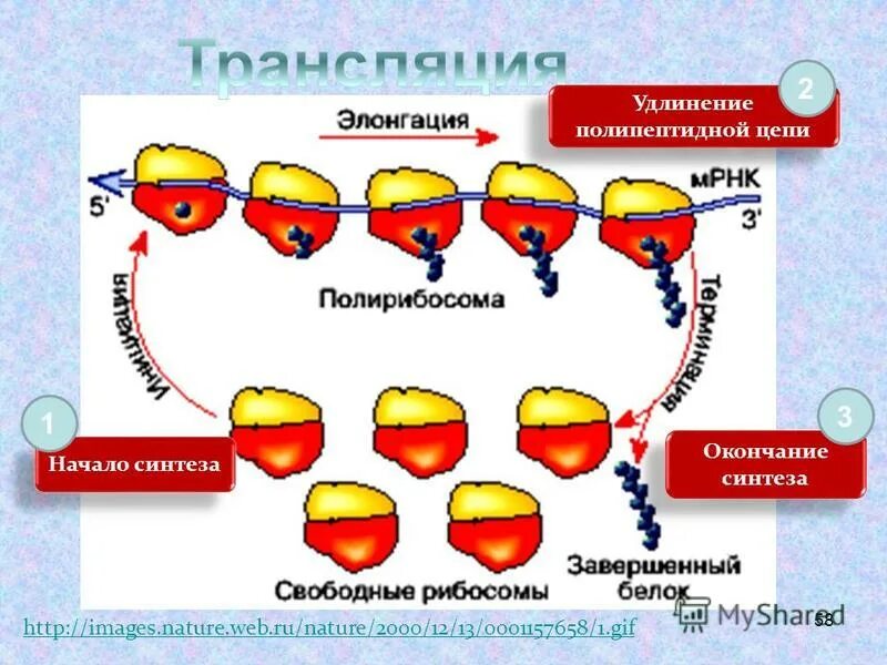 Цикл элонгации трансляции рибосомы. Как происходит синтез полипептидной цепи на рибосоме. Синтез полипептидной цепи на рибосоме называется. Синтез полипептидной цепи на рибосоме называется. Схема биосинтеза полипептидной цепи.