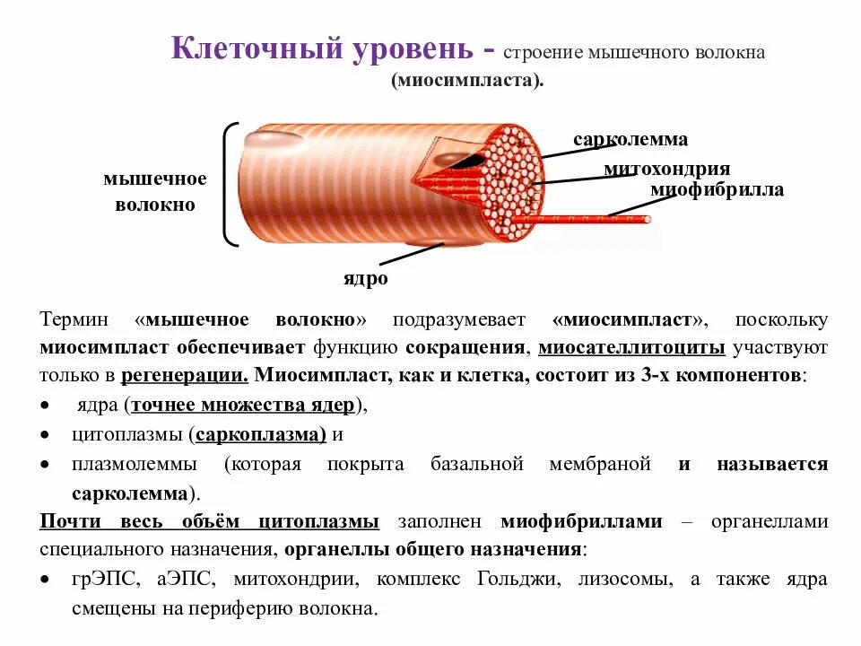 Мышечное волокно это. Мышечное волокно строение миосимпласта. Строение мышечного волокна сарколемма. Миосимпласт и миофибриллы. Гистология строение мышечного волокна волокна.