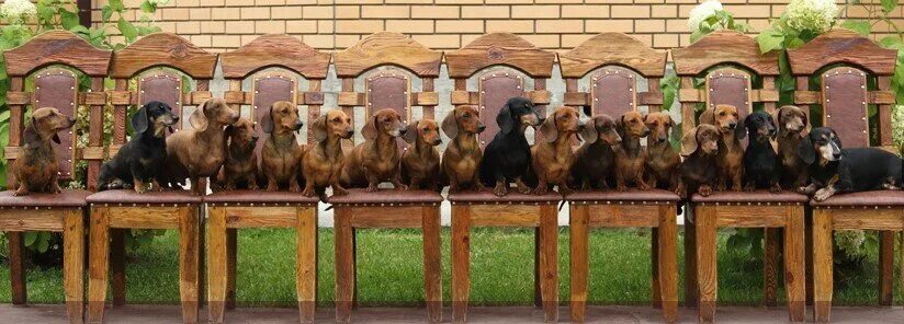 бернский зенненхунд. верные друзья приют для животных калуга. приют бездомных собак в мо. приют для собак. питомник морских свинок бон бон зеленоград.