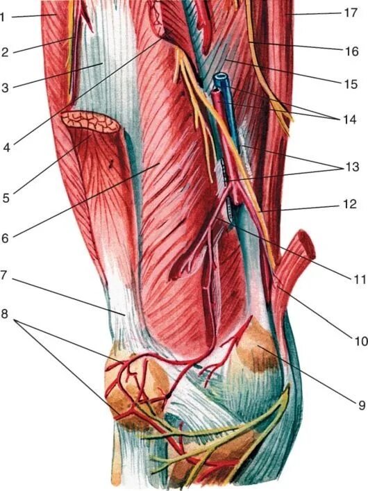 Гунтеров канал. Приводящий канал (Canalis adductorius). Топография Canalis adductorius. Canalis adductorius анатомия. Бедренно подколенный канал анатомия.
