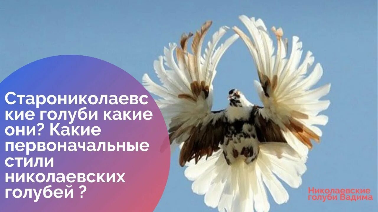 Николаевские голуби серпастые. Голуби николаевские торцовые серпастые. Серпатые николаевские голуби. Серпастые голуби в полете. Полет николаевских