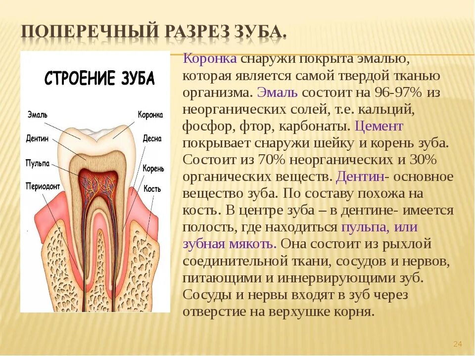 В какую систему входит зуб