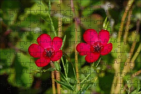 Red plant