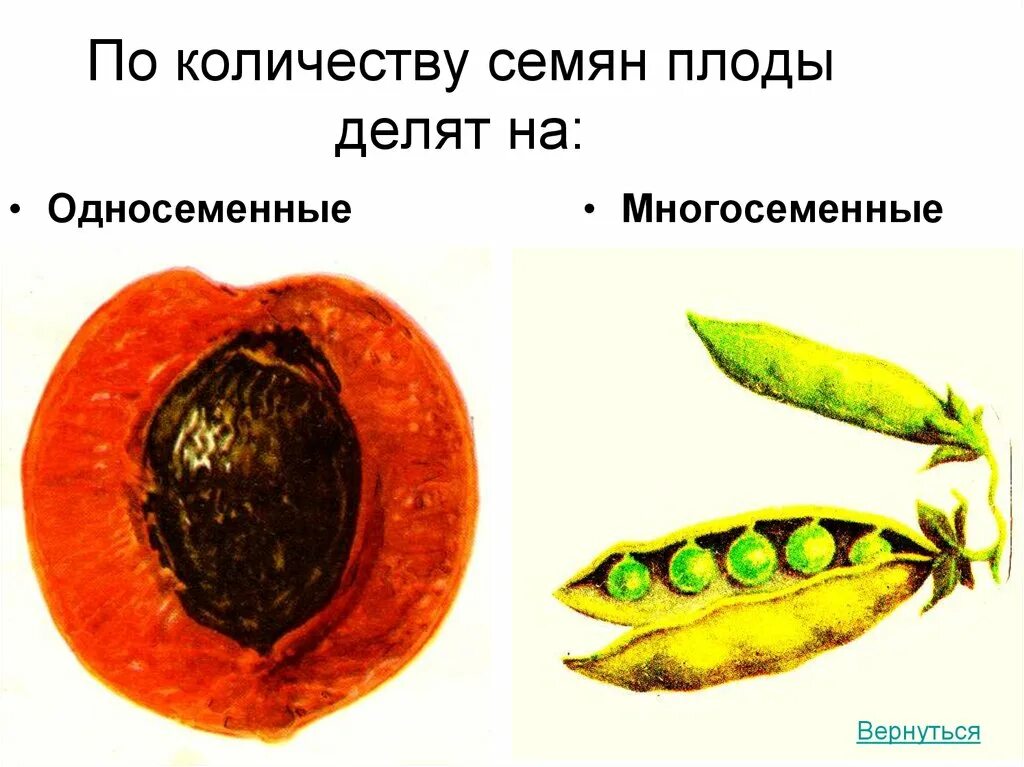 Из которого впоследствии образуются плоды с семенами. Плоды и семена. Плоды по числу семян. Плод и семя в разрезе. Семена внутри плода.