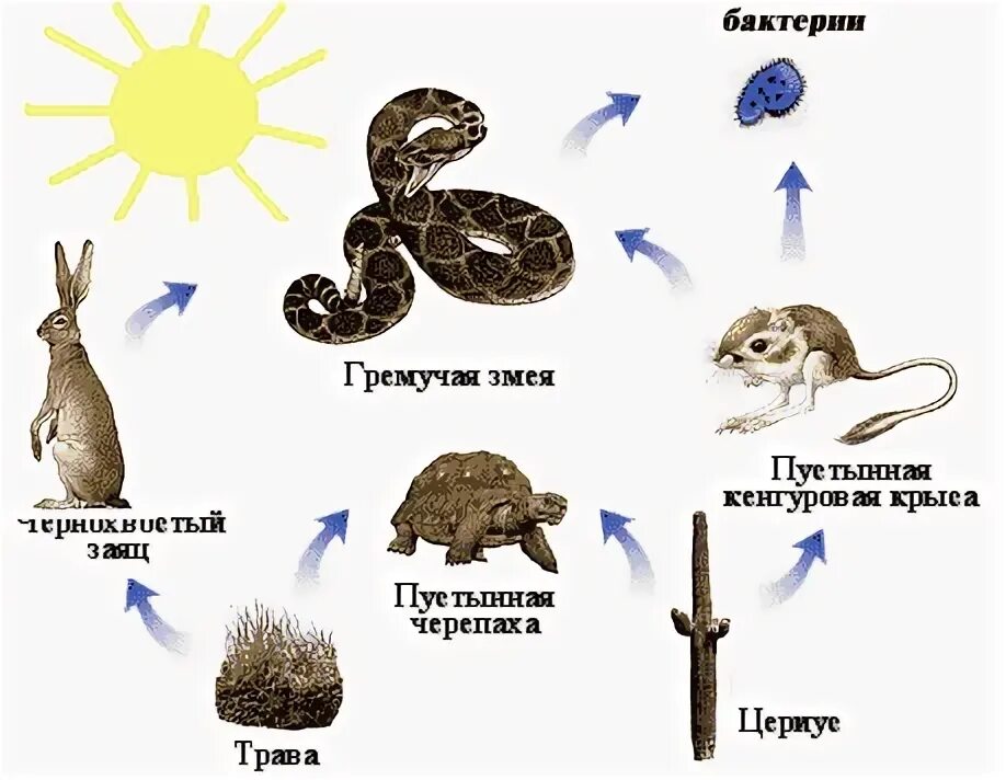Схема цепи питания в пустыне 4 класс Презентация по окружающему миру "Природные зоны России". 4 класс