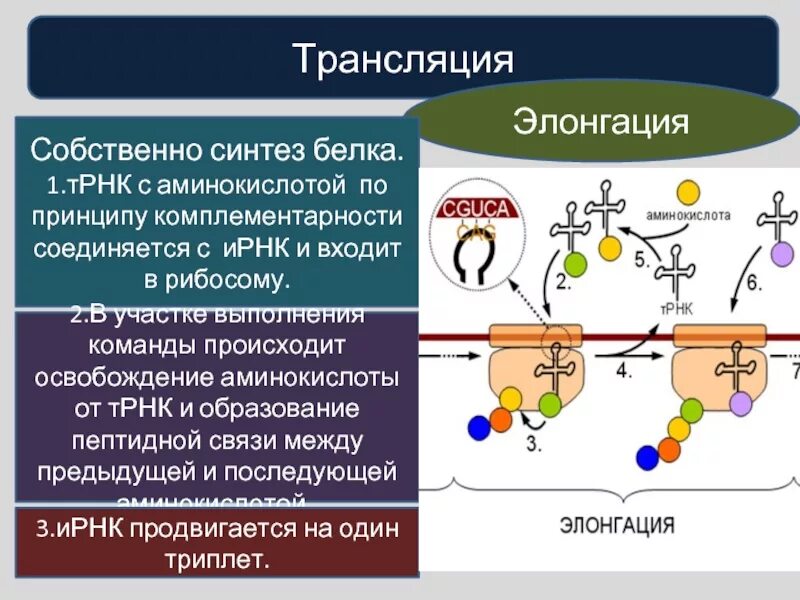 Синтез белка в растениях. Схема трансляции. Элонгация трансляции. Этапы трансляции.