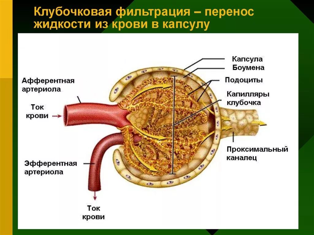 Какая кровь в клубочке нефрона. Клубочковая фильтрация почек. Строение клубочкового фильтра физиология. Схема клубочковой фильтрации почек. Строение гломерулярного фильтра почек.