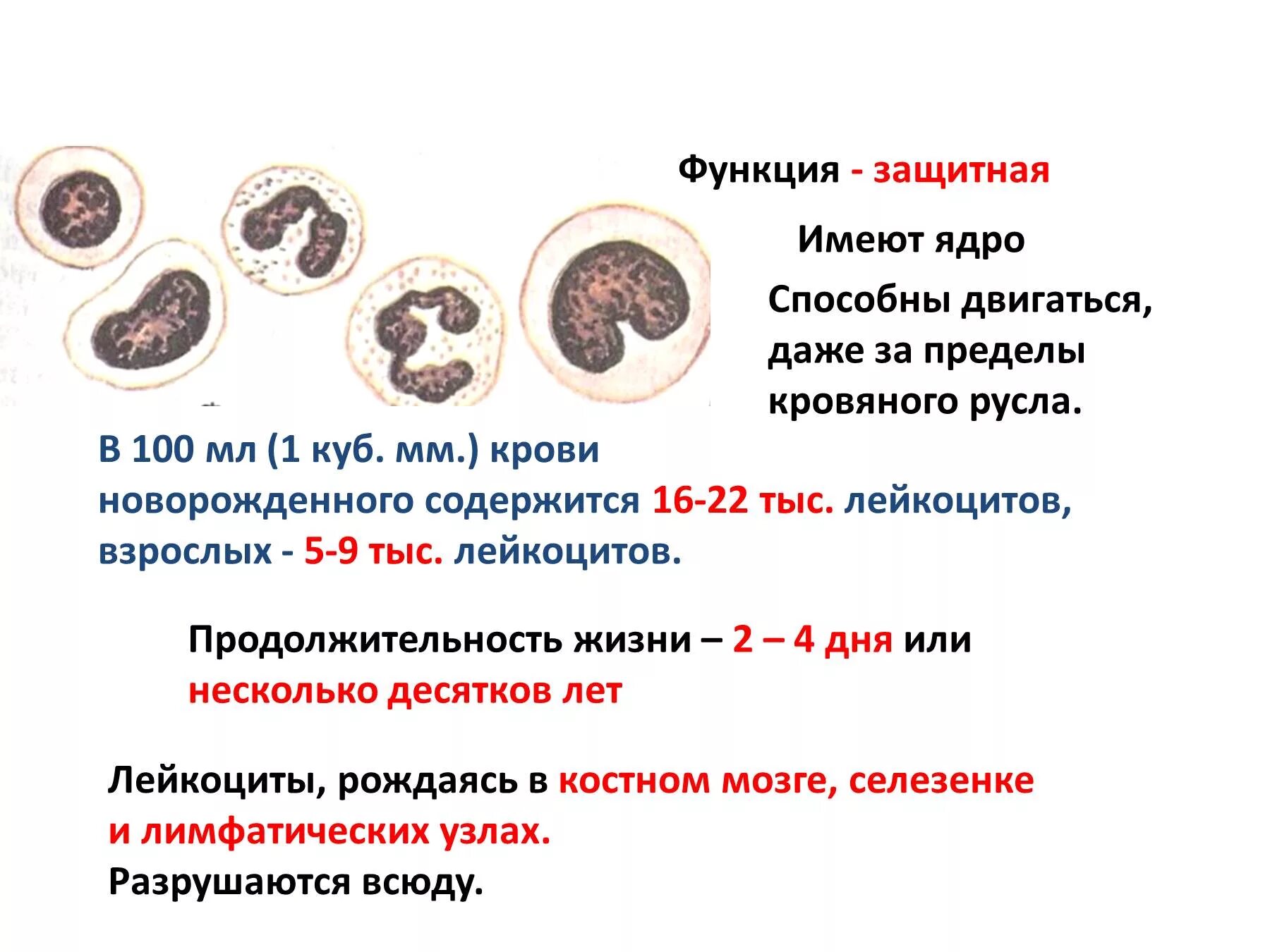 Селезенка лейкоциты. Разрушение лейкоцитов. Место разрушения лейкоцитов. Место образования лейкоцитов. Лейкоциты место образования и разрушения.