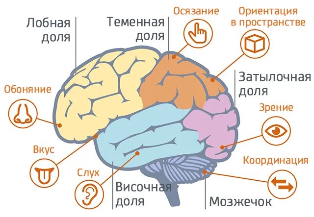 Изменения мозга при деменции. Болезнь Альцгеймера мозг. Болезнь Альцгеймера локализация в головном мозге.