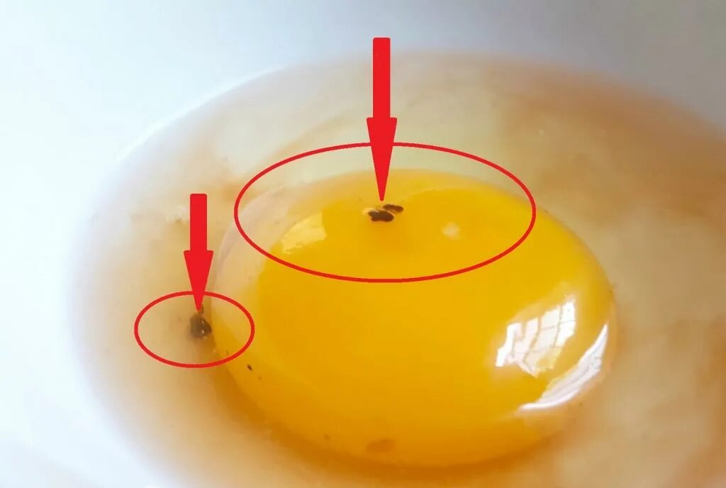 Яйцо вареное зараженное сальмонеллой. Сальмонелла в курином яйце. Почему в яйцах бывает кровь