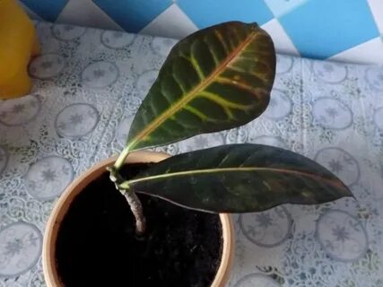 Кротон сбрасывает листья что делать