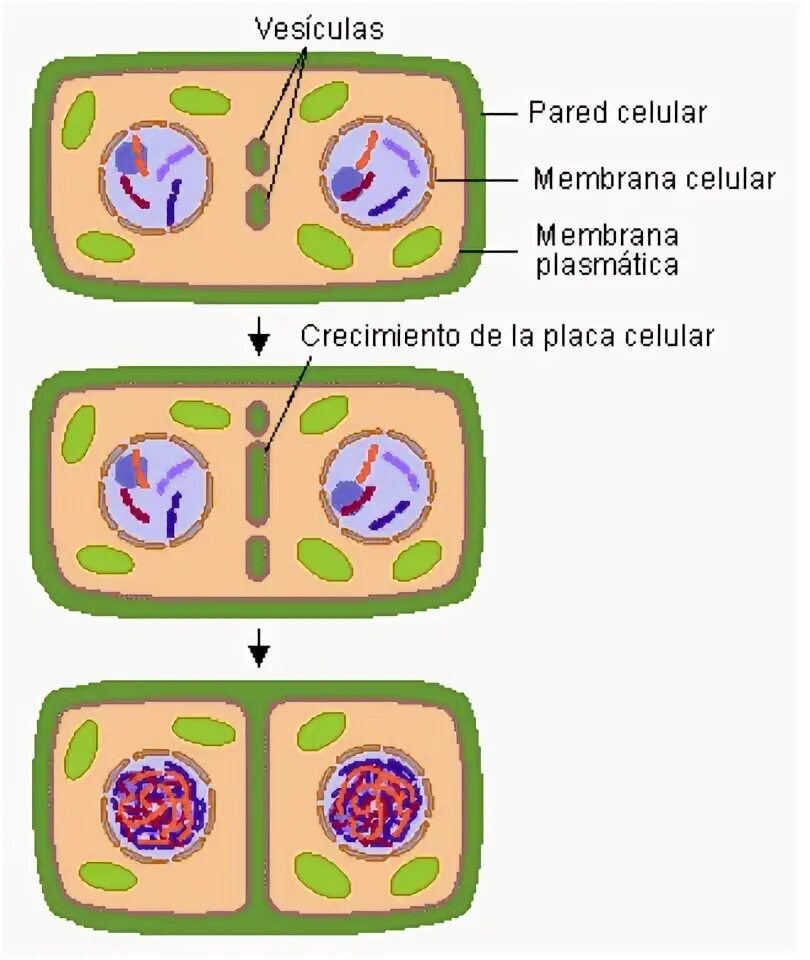 Деление клетки картинки. Деление родительской клетки рисунок. Mitosis in Plant and animal Cells. Деление клетки пополам