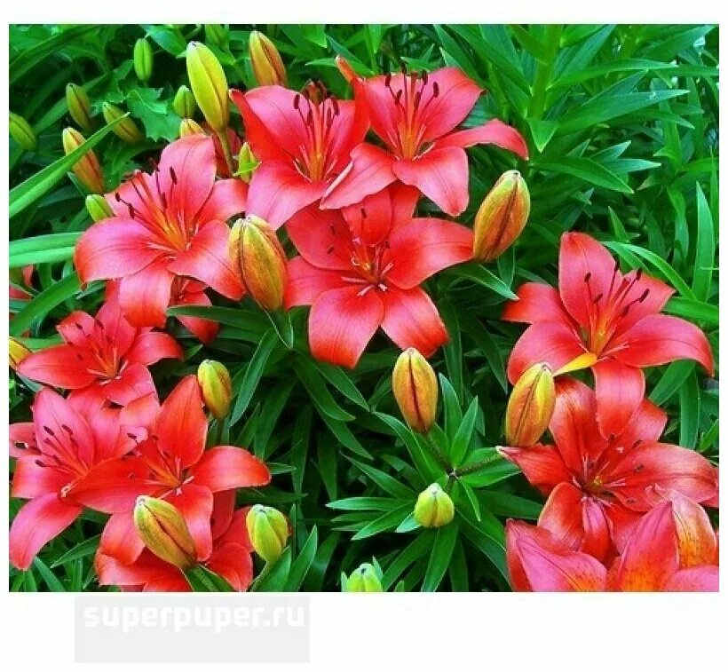 Лилия Прунотто (Lilium Prunotto) купить луковицы в Москве по низкой цене, достав
