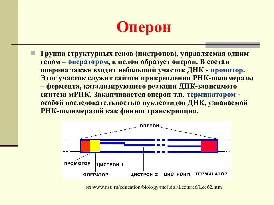 Нести ген. Строение гена оперон. структура гена оперон. строение оперона биохимия. оперонная система организации генов прокариот.