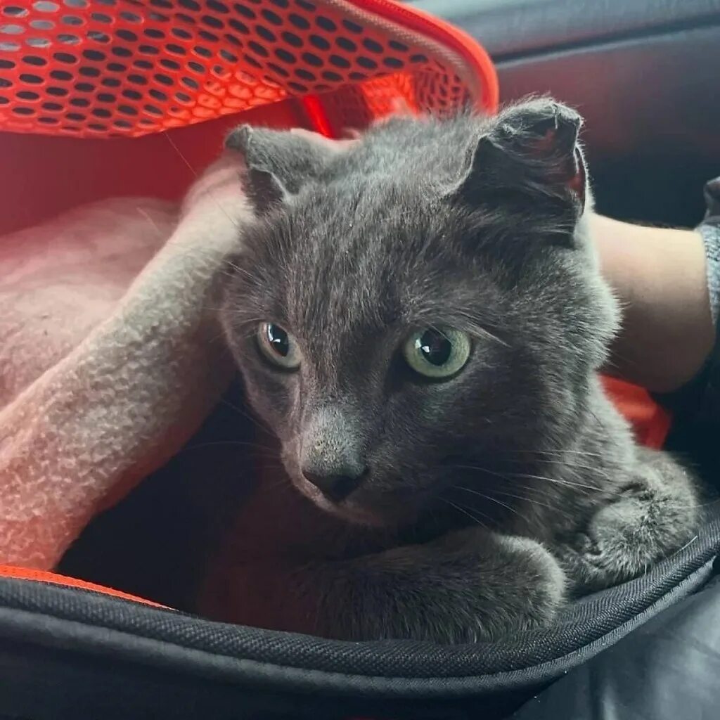 Славный котик. Коты смоки. Кот смоки. Кот смоки. Кот смоки.