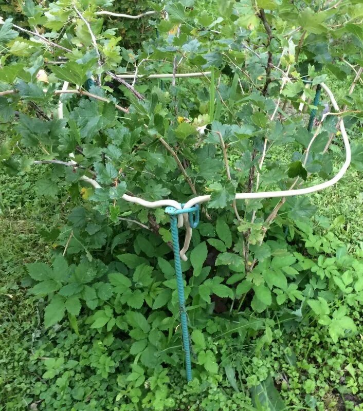 Опора для крыжовника. Подвязывание смородины куст. Подвязать кусты крыжовника. Как подвязать крыжовник. Как подвязать крыжовник.