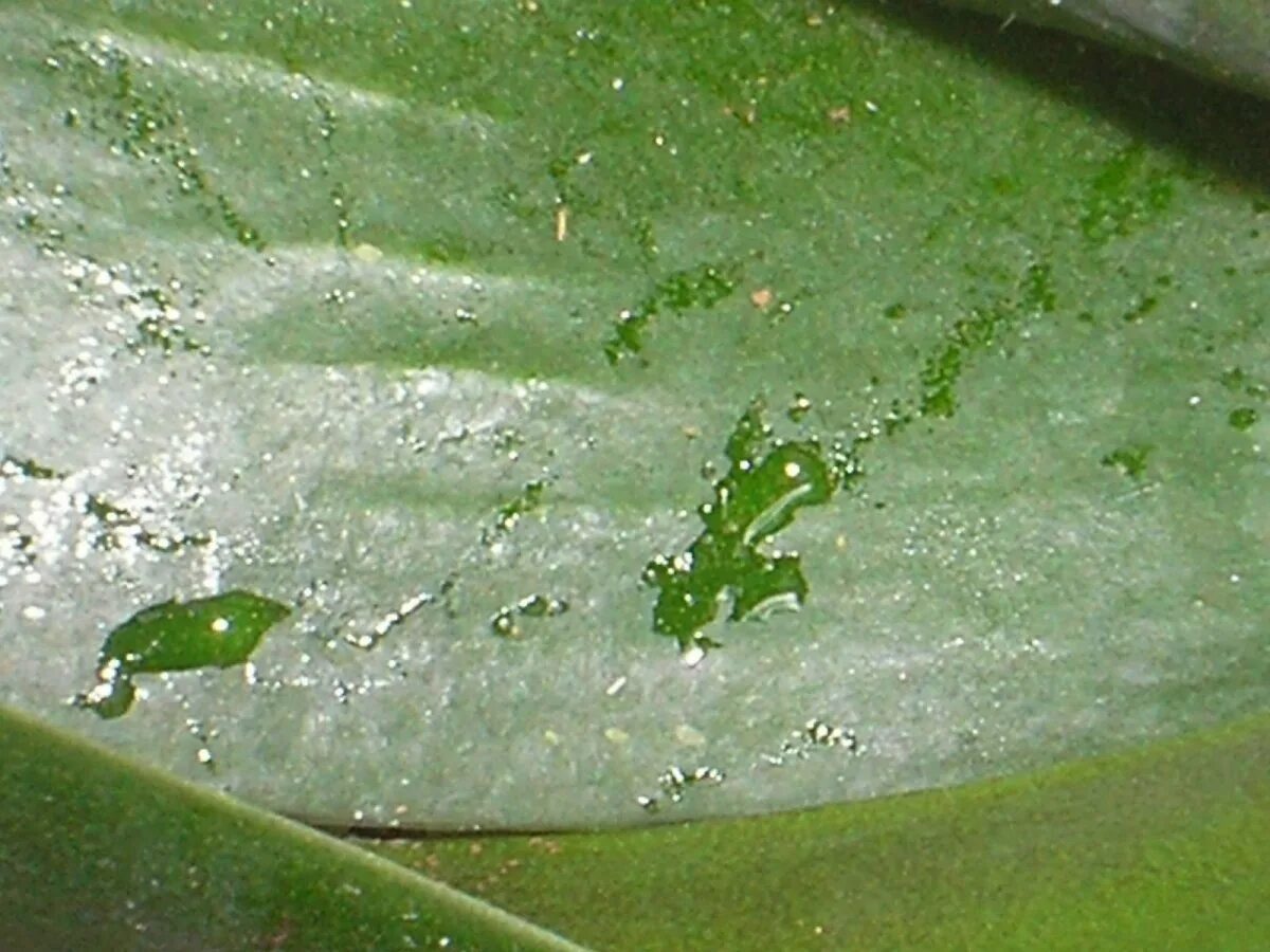 Белый мучнистый червец. Трипсы на плюще. Белый мучнистый червец. Щитовка трипсы тля. Насекомые на орхидеях.