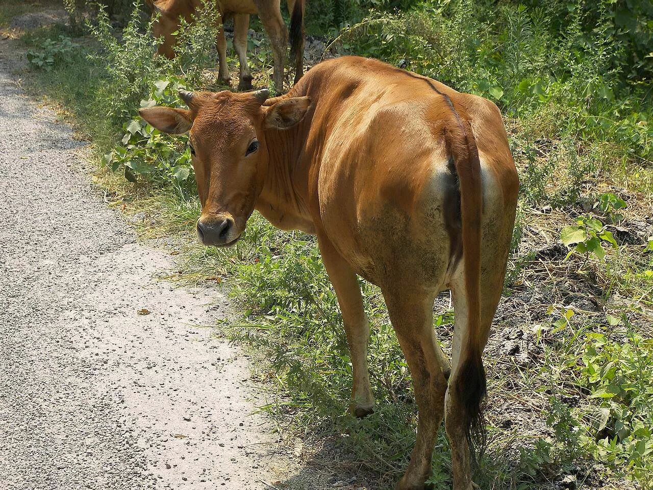 Оранжевая корова в реальной жизни. Оранжевая корова животные. Рыжий теленок. Выглядит корова в реальной жизни.