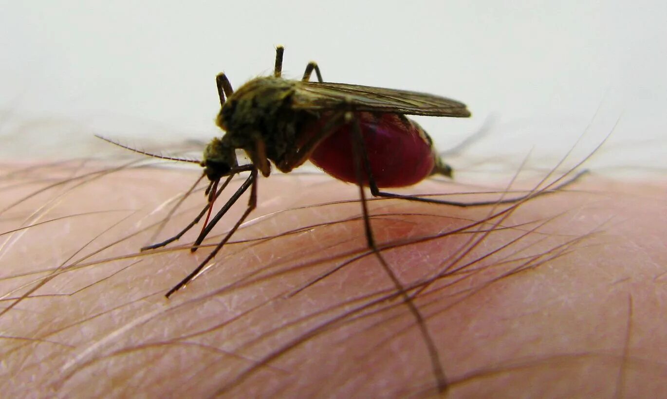 Комаров погуляет. Укус комара под микроскопом. Комар кусает под микроскопом. Комариный укус под микроскопом.