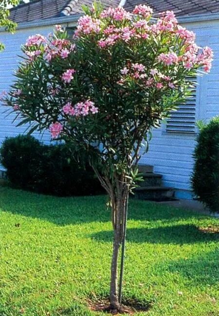 Oleander (Rosenlorbeer) Deadly plants, Plants, Pink flowering trees